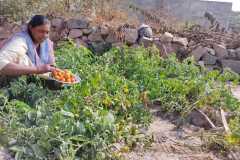 1_Progress-of-Kitchen-Gardens-Phase-II-16