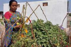 1_Progress-of-Kitchen-Gardens-Phase-II-17