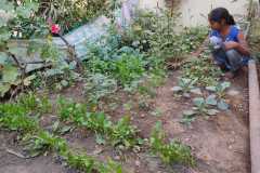 1_Progress-of-Kitchen-Gardens-Phase-II-20