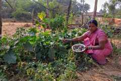 1_Progress-of-Kitchen-Gardens-Phase-II-5