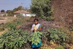 1_Progress-of-Kitchen-Gardens-Phase-II-6