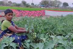 Kitchen-gardens-phase-II-102