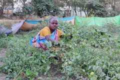 Kitchen-gardens-phase-II-103