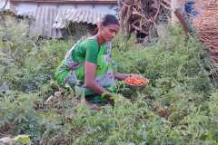 Kitchen-gardens-phase-II-106