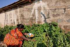 Kitchen-gardens-phase-II-111