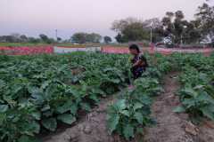 Kitchen-gardens-phase-II-T-Sunitha