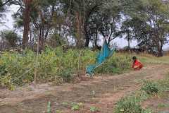 Progress-of-Kitchen-Gardens-–-Phase-II-100