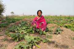 Progress-of-Kitchen-Gardens-–-Phase-II-122