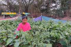 Progress-of-Kitchen-Gardens-–-Phase-II-123