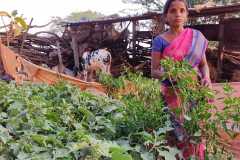 Progress-of-Kitchen-Gardens-–-Phase-II-125