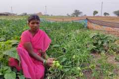 Progress-of-Kitchen-Gardens-–-Phase-II-126