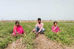 Progress-of-Kitchen-Gardens-–-Phase-II-127