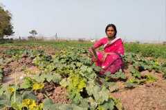 Progress-of-Kitchen-Gardens-–-Phase-II-128