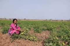 Progress-of-Kitchen-Gardens-–-Phase-II-129