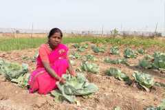 Progress-of-Kitchen-Gardens-–-Phase-II-130