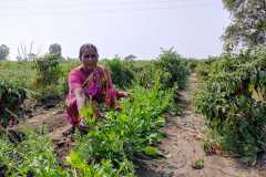 Progress-of-Kitchen-Gardens-–-Phase-II-134