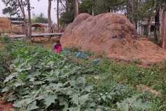 Progress-of-Kitchen-Gardens-–-Phase-II-79