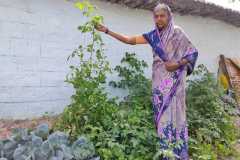 Progress-of-Kitchen-Gardens-–-Phase-II-80