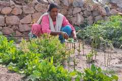 Progress-of-Kitchen-Gardens-–-Phase-II-81