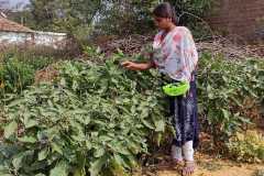 Progress-of-Kitchen-Gardens-–-Phase-II-88