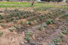 Progress-of-Kitchen-Gardens-–-Phase-II-89