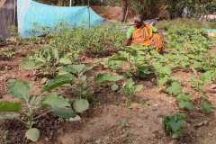 Progress-of-Kitchen-Gardens-–-Phase-II-90