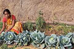 Progress-of-Kitchen-Gardens-–-Phase-II-93