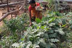 Progress-of-Kitchen-Gardens-–-Phase-II-96