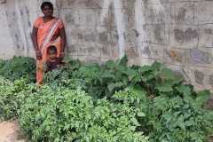 Progress-of-Kitchen-Gardens-–-Phase-II-97