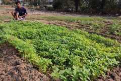 Progress-of-Kitchen-Gardens-–-Phase-II-98