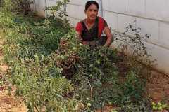 Progress-of-Kitchen-Gardens-–-Phase-II-99