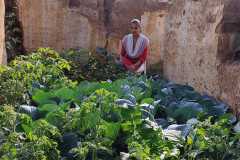 Progress-of-Kitchen-Gardens-Phase-II-1