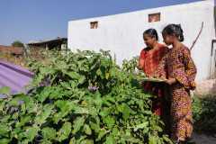 Progress-of-Kitchen-Gardens-Phase-II-10