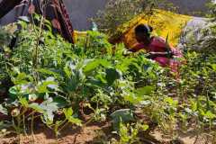 Progress-of-Kitchen-Gardens-Phase-II-13