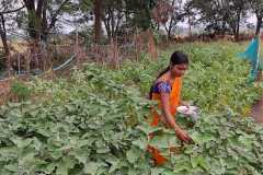 Progress-of-Kitchen-Gardens-Phase-II-14