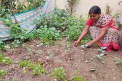 Progress-of-Kitchen-Gardens-Phase-II-16