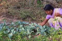 Progress-of-Kitchen-Gardens-Phase-II-17