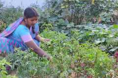 Progress-of-Kitchen-Gardens-Phase-II-18