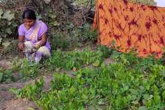 Progress-of-Kitchen-Gardens-Phase-II-19