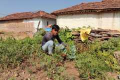 Progress-of-Kitchen-Gardens-Phase-II-2