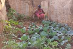 Progress-of-Kitchen-Gardens-Phase-II-20