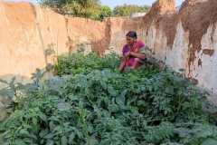 Progress-of-Kitchen-Gardens-Phase-II-21