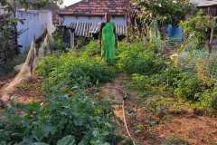 Progress-of-Kitchen-Gardens-Phase-II-24