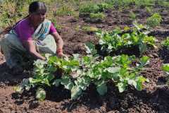 Progress-of-Kitchen-Gardens-Phase-II-27