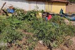 Progress-of-Kitchen-Gardens-Phase-II-28