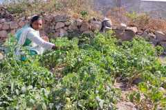 Progress-of-Kitchen-Gardens-Phase-II-29