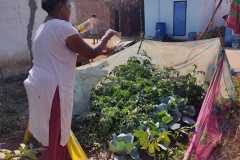 Progress-of-Kitchen-Gardens-Phase-II-33