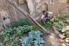 Progress-of-Kitchen-Gardens-Phase-II-37