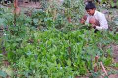 Progress-of-Kitchen-Gardens-Phase-II-39