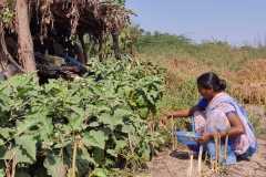 Progress-of-Kitchen-Gardens-Phase-II-4